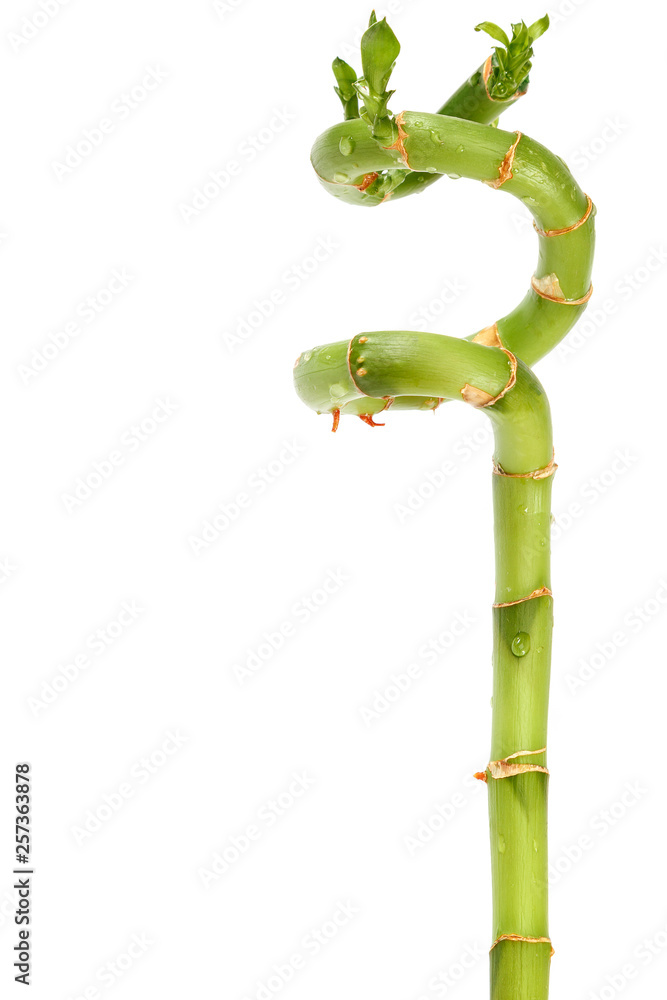 Obraz premium Branch of green bamboo isolated on white background.