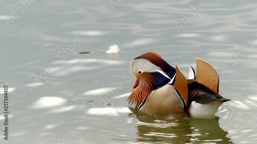 Wallpaper Mural mandarin Torontodigital.ca