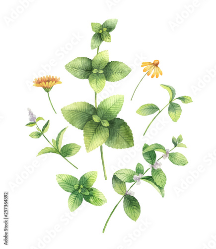 Watercolor vector hand painting set of flowers and green leaves.