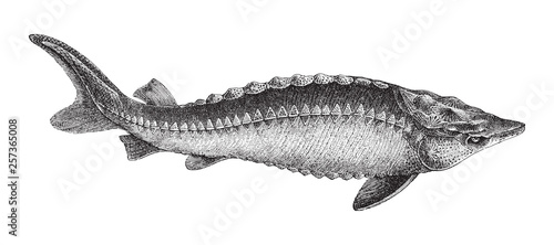 European Sturgeon (Acipenser Sturio) / vintage illustration from Meyers Konversations-Lexikon 1897