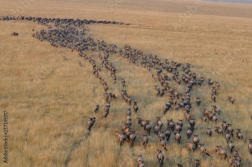 Migration of antelopes in Kenya