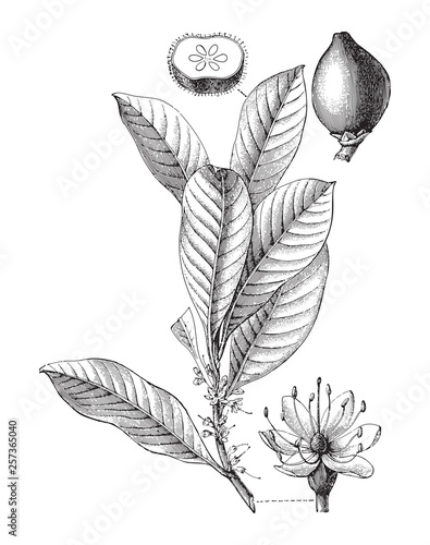 Gutta-percha tree (Palaquium gutta) / vintage illustration from Meyers Konversations-Lexikon 1897 photo