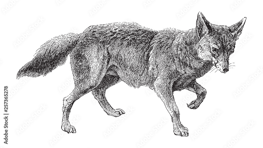 Fototapeta premium Golden jackal (Canis aureus) / vintage illustration from Meyers Konversations-Lexikon 1897