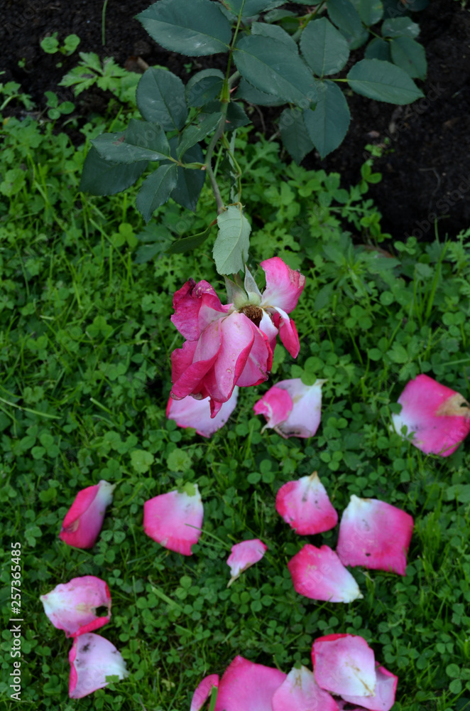 Roses in the garden. Roses in the garden.