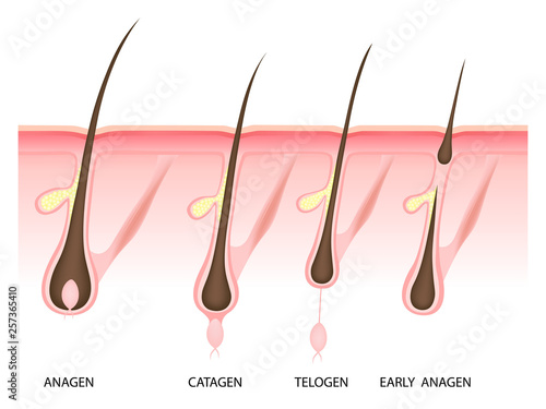 Hair growth phase,  vector illustration