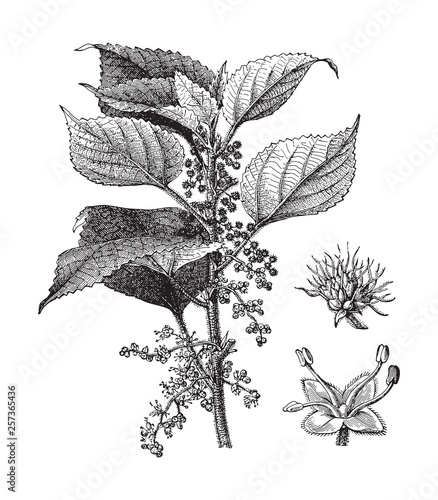 Boehmeria tenacissima / vintage illustration from Meyers Konversations-Lexikon 1897