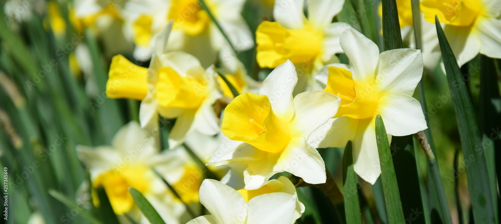 Gelbe Narzissen - Banner und Hintergrund