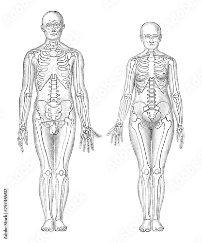 Human anatomy - man (left) and woman (right) / vintage illustrations from Die Frau als Hausarztin 1911