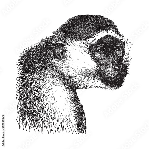 Green monkey or sabaeus monkey (Cercopithecus sabaeus) / vintage illustration from Brockhaus Konversations-Lexikon 1908