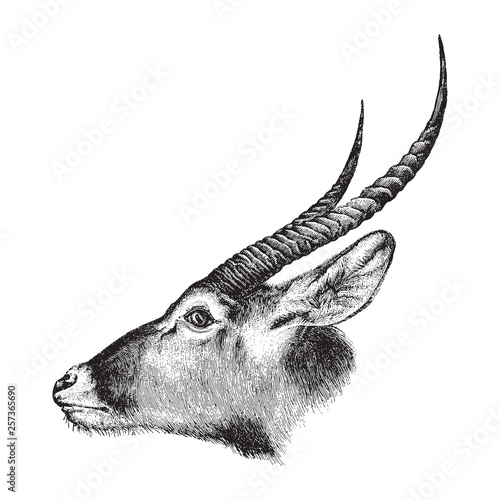 Canvas Print Waterbuck (Kobus ellipsiprymnus) / vintage illustration from Brockhaus Konversat