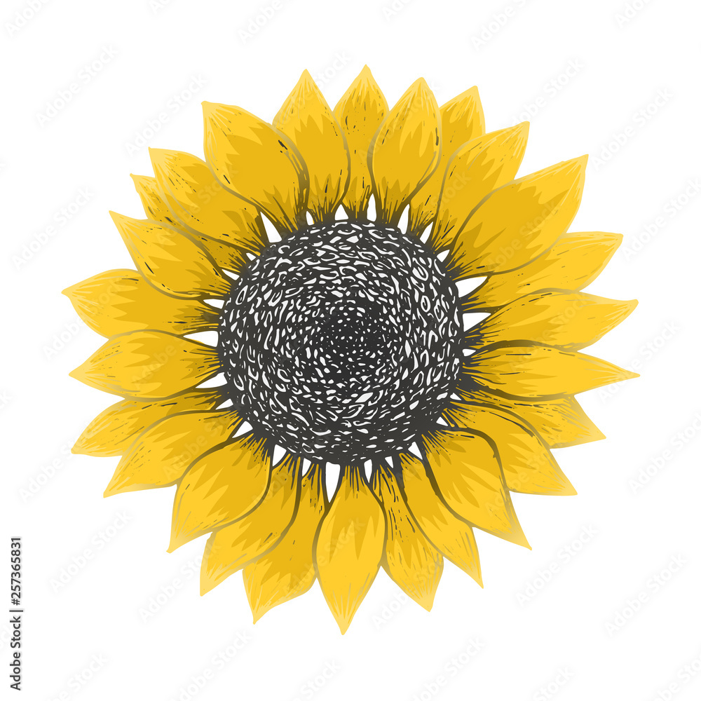 Stockvector Bright sketch of colorful sunflower blossom with black