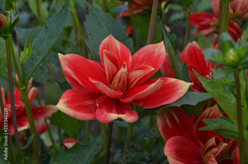 Flowers in the garden