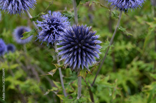 Flowers in the garden
