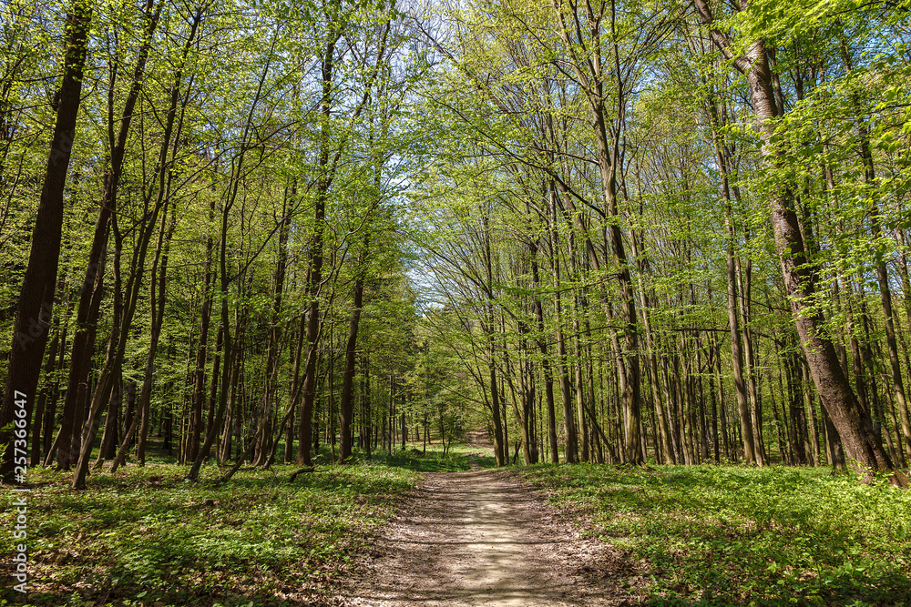 Obraz premium Spring green forest in the a sunlight