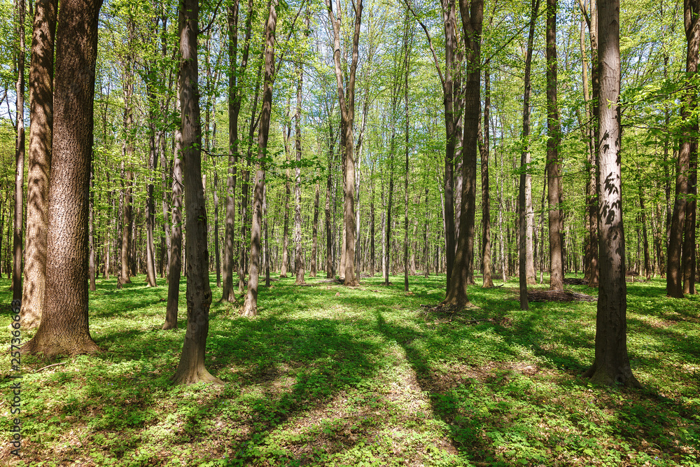 Obraz premium Spring green forest in the a sunlight