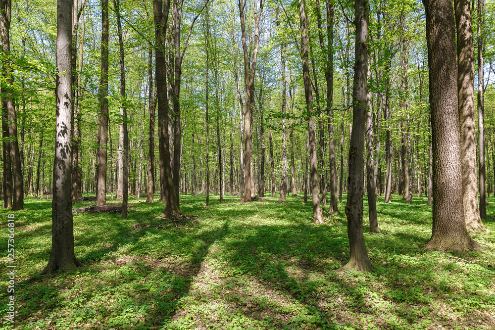 Spring green forest in the a sunlight Spring green forest in the a sunlight