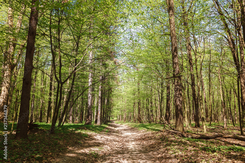 Obraz premium Spring green forest in the a sunlight