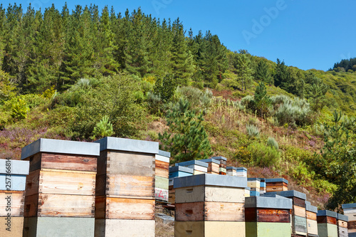 Beehives. Traditional colored wooden box. Muniellos, Asturias, Spain photo