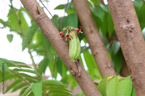 Belimbing Wuluh (Averrhoa bilimbi ):Averrhoa bilimbi is a fruit-bearing tree of the genus Averrhoa in the garden of Indonesia. Usually added for cooking. close up view