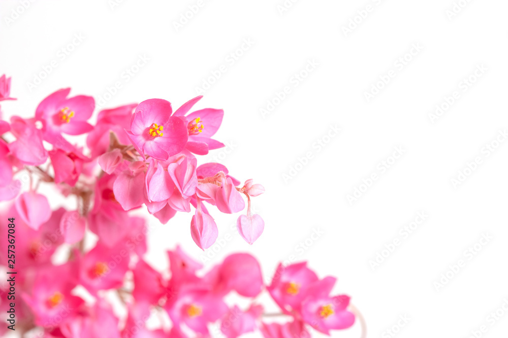 close up of Coral Vine or Antigonon leptopus Hook flower isolated on white background. close up of Coral Vine or Antigonon leptopus Hook flower isolated on white background.