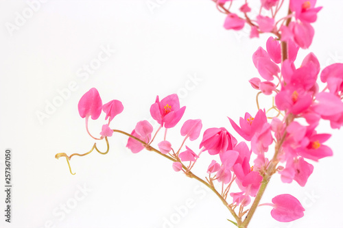 close up of Coral Vine or Antigonon leptopus Hook flower isolated on white background. © songphon
