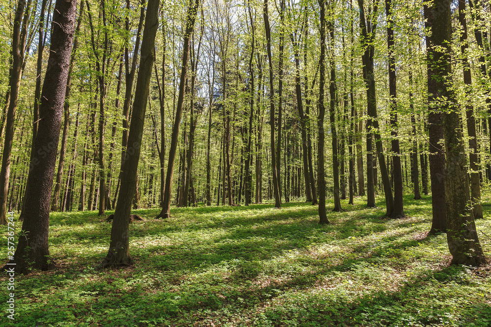 Fototapeta premium Spring green forest in the a sunlight