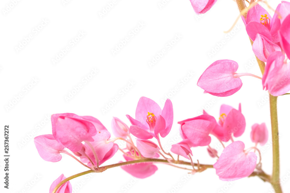 close up of Coral Vine or Antigonon leptopus Hook flower isolated on white background. close up of Coral Vine or Antigonon leptopus Hook flower isolated on white background.