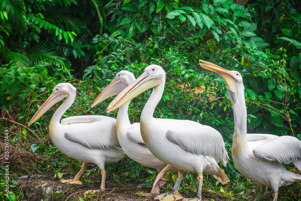 Group of white pelicans waiting to be fed in Singapore zoo Group of white pelicans waiting to be fed in Singapore zoo