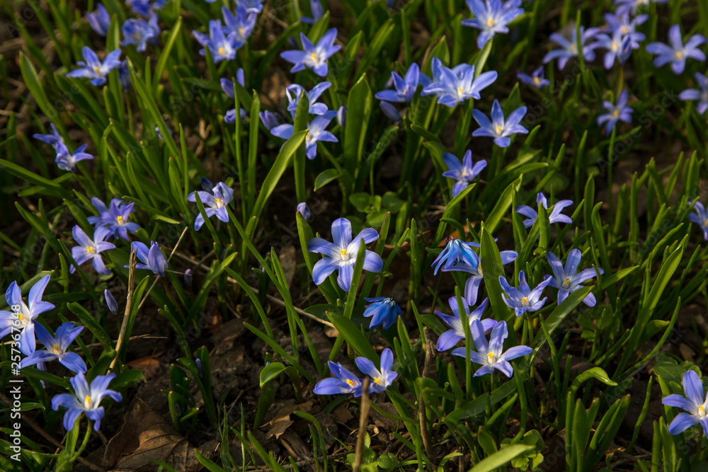 glory-of-the-snow blue blossom glory-of-the-snow blue blossom