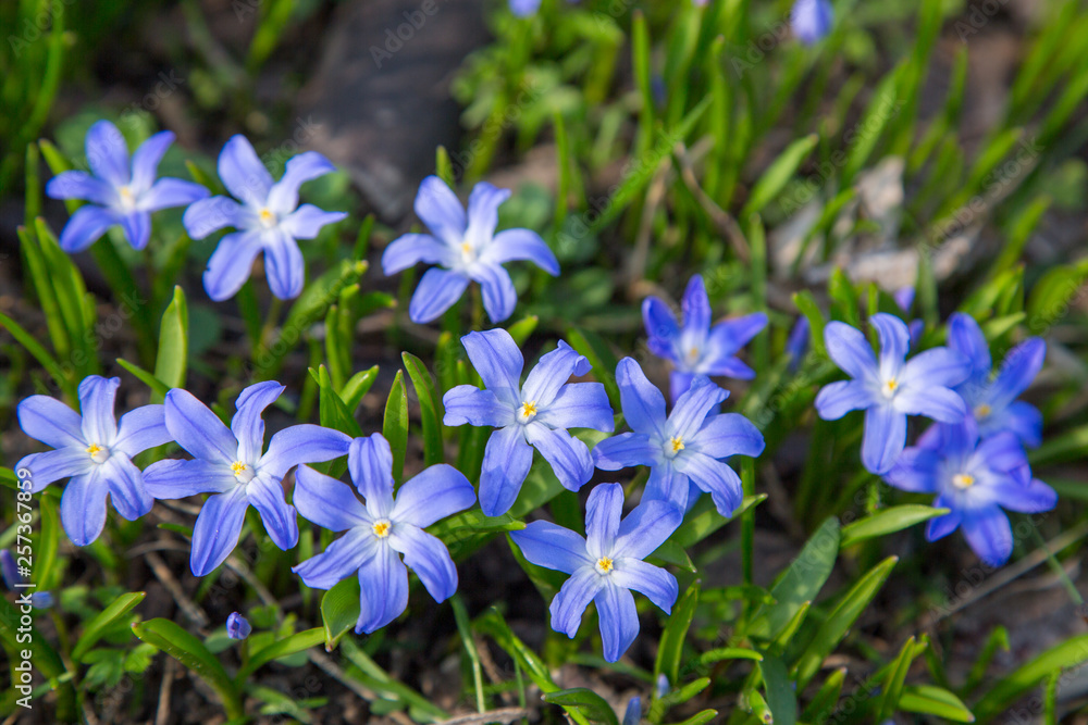glory-of-the-snow blue blossom glory-of-the-snow blue blossom