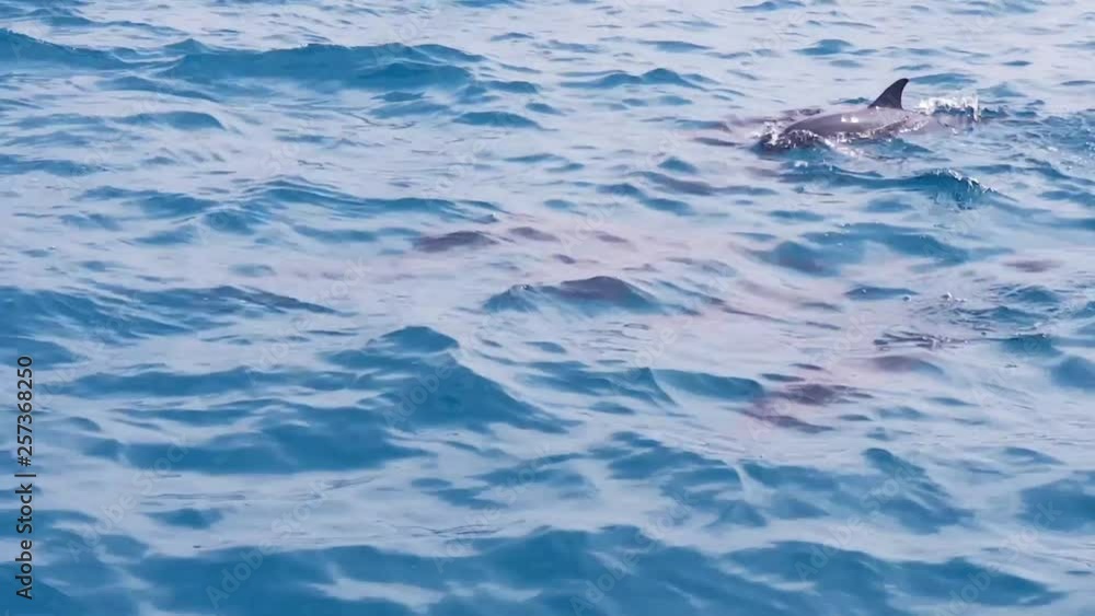 Dolphins swim at water surface of the beautiful clear water ocean at the famous holiday location, Maldives. Dolphins swim at water surface of the beautiful clear water ocean at the famous holiday location, Maldives.