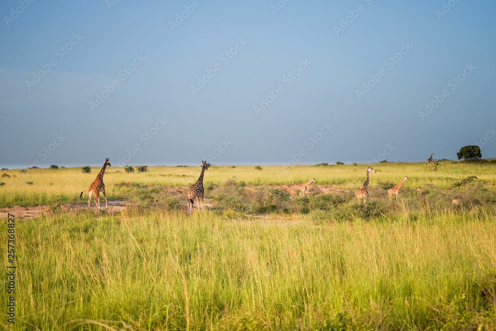 Naklejka premium Landscape in Murchison Falls