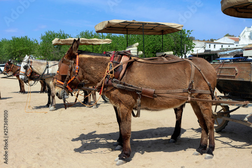 Donkey carts in El Rocio, Andalusia, Spain