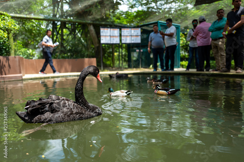 A black swan at the Kuala Lumpur Birdpark photo