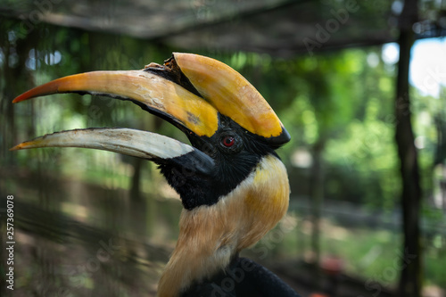 A Hornbill Bird at the Kuala Lumpur Birdpark