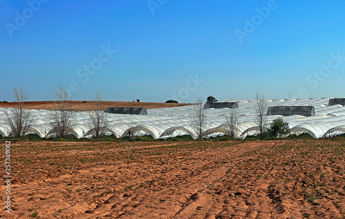 strawberries in greenhouses photo