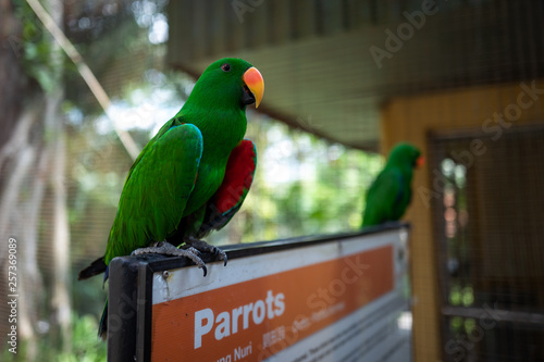 A green parrot at the Kuala Lumpur Birdpark photo