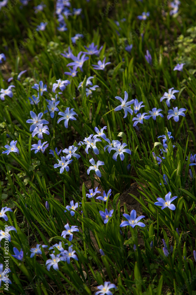 glory-of-the-snow blue blossom glory-of-the-snow blue blossom