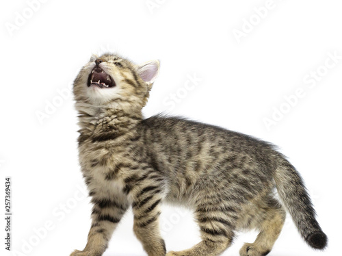 Cute tabby brown kitten standing and meows, looking up isolated on white background. Kid animals and adorable cats concept