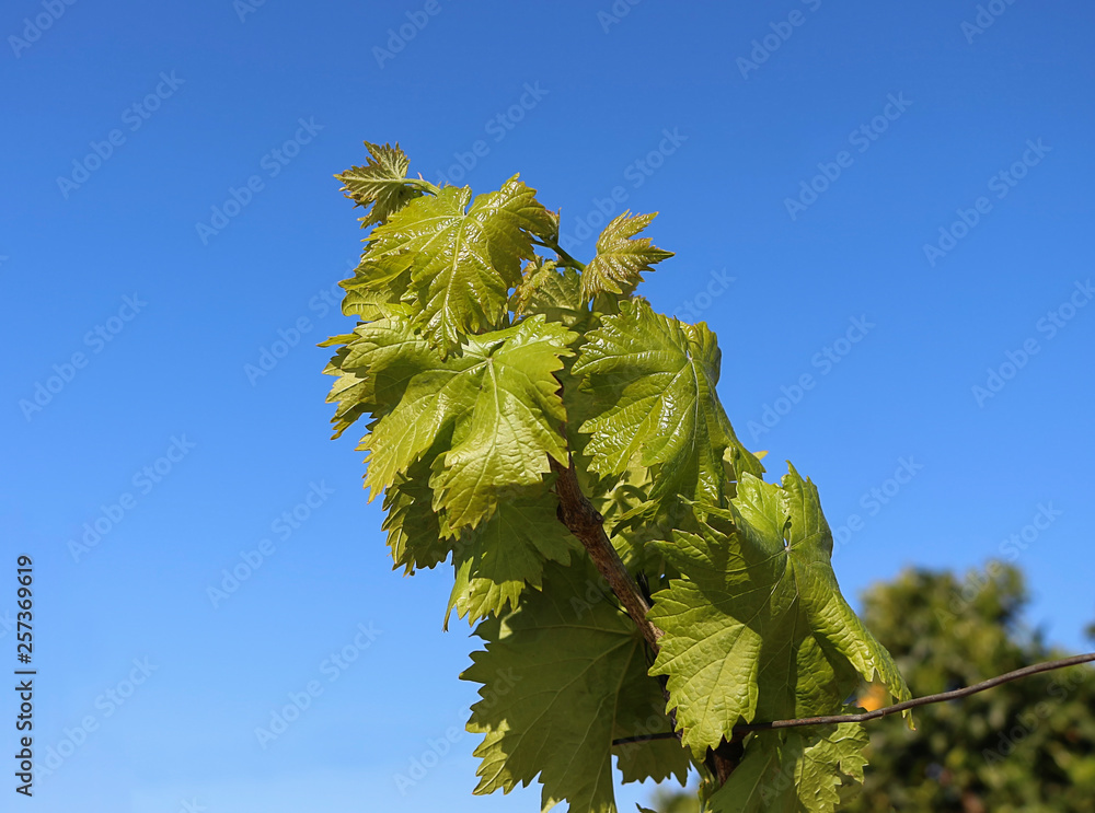Obraz premium vineyards with the first buds of leaves at the beginning of spring