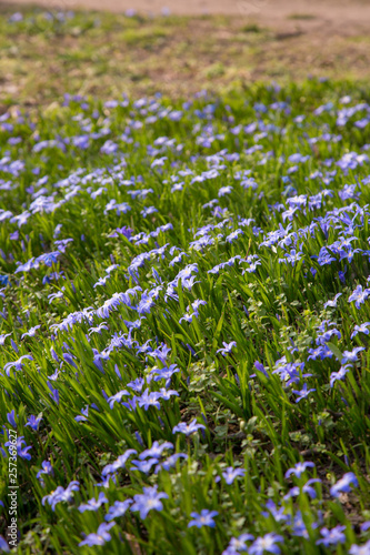glory-of-the-snow blue blossom