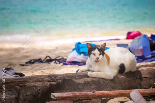 Old black and white cat with stripes lies on a tree on the sandy beach