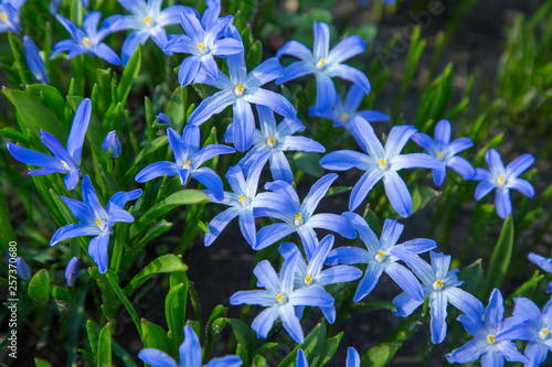 glory-of-the-snow blue blossom