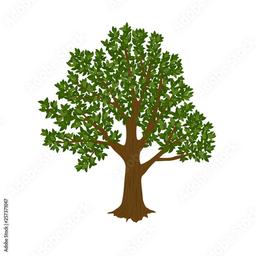 Tree isolated on white background. Vector illustration