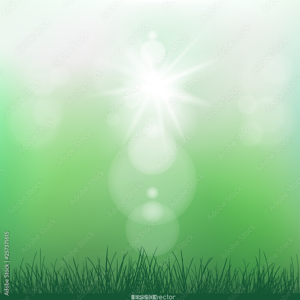 Obraz premium spring sunshine and grass grows