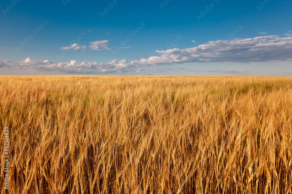Wheat field on a sunny summer day
