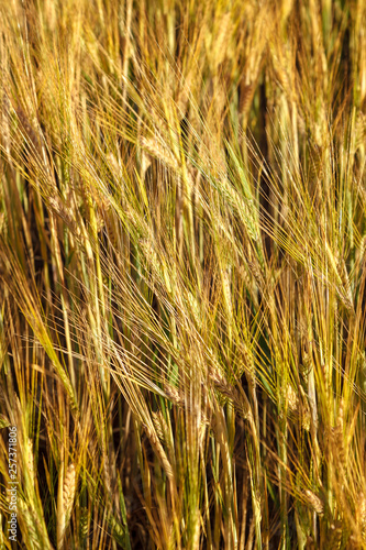 Ripe ears of wheat field as background