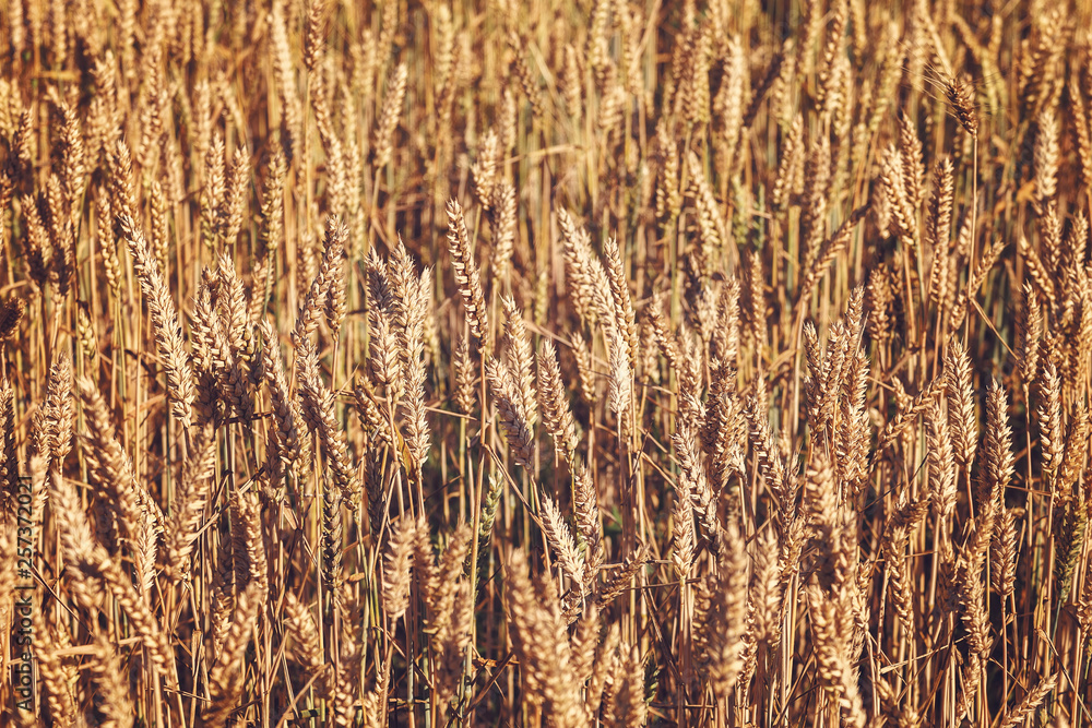 Fototapeta premium Ripe ears of wheat field as background