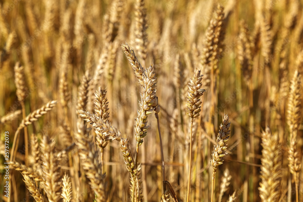 Ripe ears of wheat field as background Ripe ears of wheat field as background