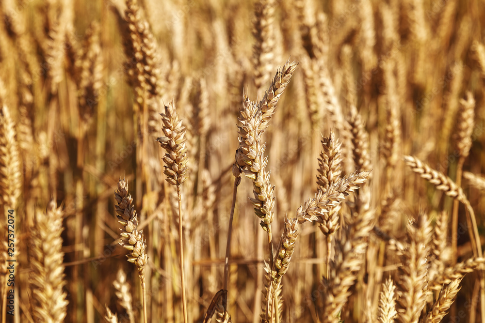 Fototapeta premium Ripe ears of wheat field as background